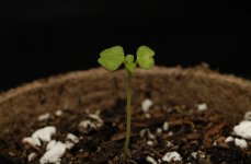 20170629-seedling02-profile.jpg