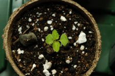 20170702-seedling01-top.jpg