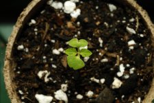 20170702-seedling02-top.jpg