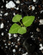 20170706-seedling01-02.jpg