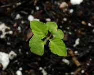 20170706-seedling02-01.jpg