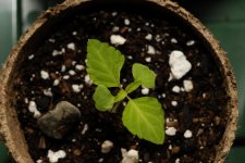 20170710-seedling01-top.jpg