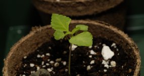 20170710-seedling01-profile.jpg