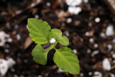 20170710-seedling02-top.jpg