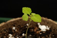 20170710-seedling02-profile.jpg