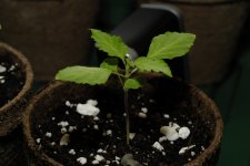 20170717-seedling01-profile.jpg