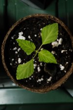 20170717-seedling01-top.jpg