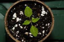 20170717-seedling02-top.jpg