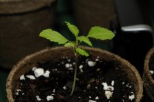 20170717-seedling02-profile.jpg