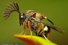 Eucharitid-Wasp.jpg