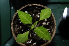 20170722-seedling01-top.jpg