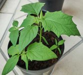 Datura.jpg