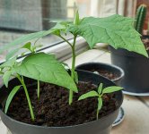 Datura+1.jpg