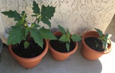datura.jpg
