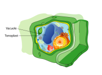 649px-Plant_cell_structure_svg_vacuolesvg.png