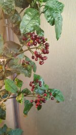 20180101_091514.jpg