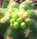 Trichocereus+peruvianus+%2522Clyde%2522+x+Zelly+506.jpg