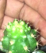 Trichocereus+peruvianus+%2522Clyde%2522+x+Zelly.jpg