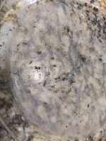IMG_20180311_155631258.jpg