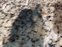IMG_20180327_082911741.jpg
