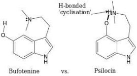 Bufo+vs+Psilo.jpg