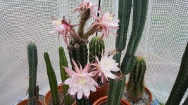 firstcactusflowers.jpg