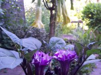 Datura+metel+and+Brugmansia.jpg