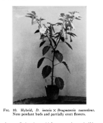 DaturainoxiaxBrugmansiasuaveolens.png
