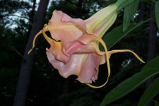 GeorgiaPeach+Brugmansia.jpg