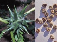 Datura_ferox_Nino_Messina.jpg