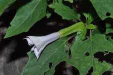datura-stramonium-var-inermis16252.jpg