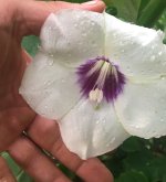 Daturadiscolor4355.jpg