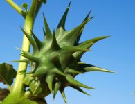 Datura-ferox.jpg