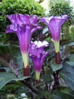 Datura+metel+fastuosa.jpg