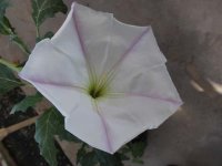 Datura_ceratocaula3.jpg