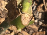 areole+graft+pupping+Trichocereus+pachanoi+9+June+2018+386.jpg