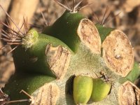 areole+graft+pupping+Trichocereus+pachanoi+9+June+2018+2+88.jpg