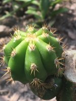 Trichocereus+scopulicola+x+Trichocereus+terscheckii+383.jpg