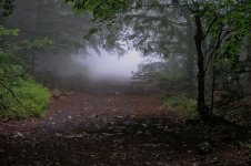 forest_fog.jpg