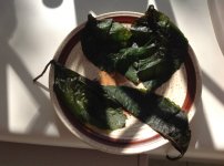 12+Thawed+salvia+leaf+on+a+saucer.jpg