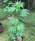 IMG_1681.jpg