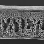 Cross+section+of+leaf+2.jpg