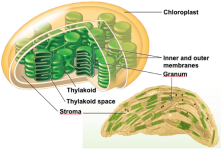 01+Chloroplast.png