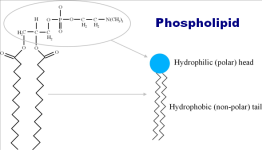 02+phospholipid.png