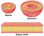 04+Micelle+and+bilayer.JPG
