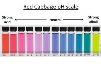 Red_Cabbage_pH_Scale.jpg