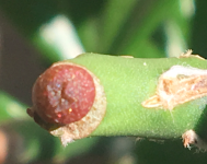 Lophophora+williamsii+x+Lophophora+fricii+day+10+2.png