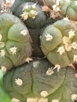 Lophophora+jourdaniana+var+mammillaris+1.jpg