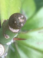 Lophophora+williamsii+x+Lophophora+fricii+day+21.jpg