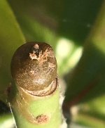 Lophophora+williamsii+x+Lophophora+fricii+day+23+3.jpg